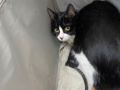 -瑞派长江宠物医院·猫科·外科·24小时夜护(谊城公寓分院)