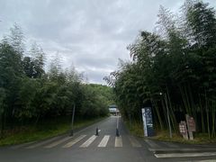 -都江堰中华大熊猫苑