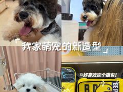 -翊宠yipet猫狗购宠庄园犬舍•猫舍