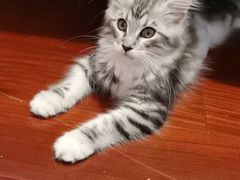 -纳吉亚猫专科动物诊疗中心(蒋宅口分院)