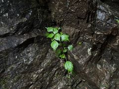 -牛背梁国家森林公园