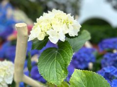 -上海鲜花港