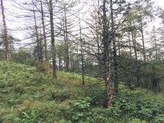 -凤凰山国家森林公园