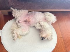 -萌兽医馆·犬猫专科·眼科中心·宠物医院(朝阳门分院)