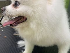 -沐沐家宠物(成寿寺店)