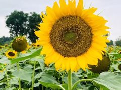 景点-天府芙蓉园