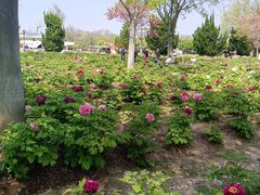 -合肥三国新城遗址公园