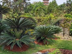 -深圳仙湖植物园
