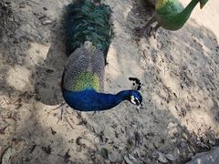 -广东花都香草世界旅游度假区