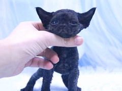 -十年猫舍·猫咪专门店(普陀店)