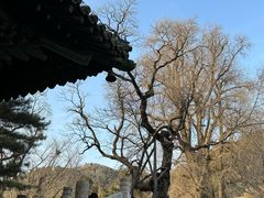 -潭柘寺景区