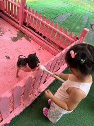 -萌宠亲子动物乐园(槐房万达店)