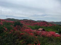 -大围山国家森林公园