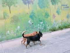 -南丫岛