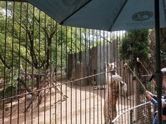 -青岛森林野生动物世界