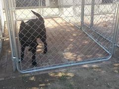 -北京京卫宠物寄养训练中心