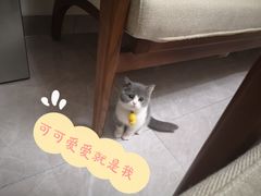 -lincat·猫舍(广州店)