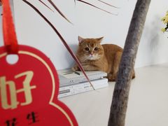 -松松咖啡