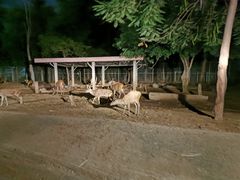 -清迈夜间动物园