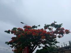 -龙舟池