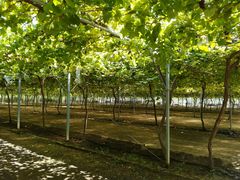 -白鹿原葡萄主题公园