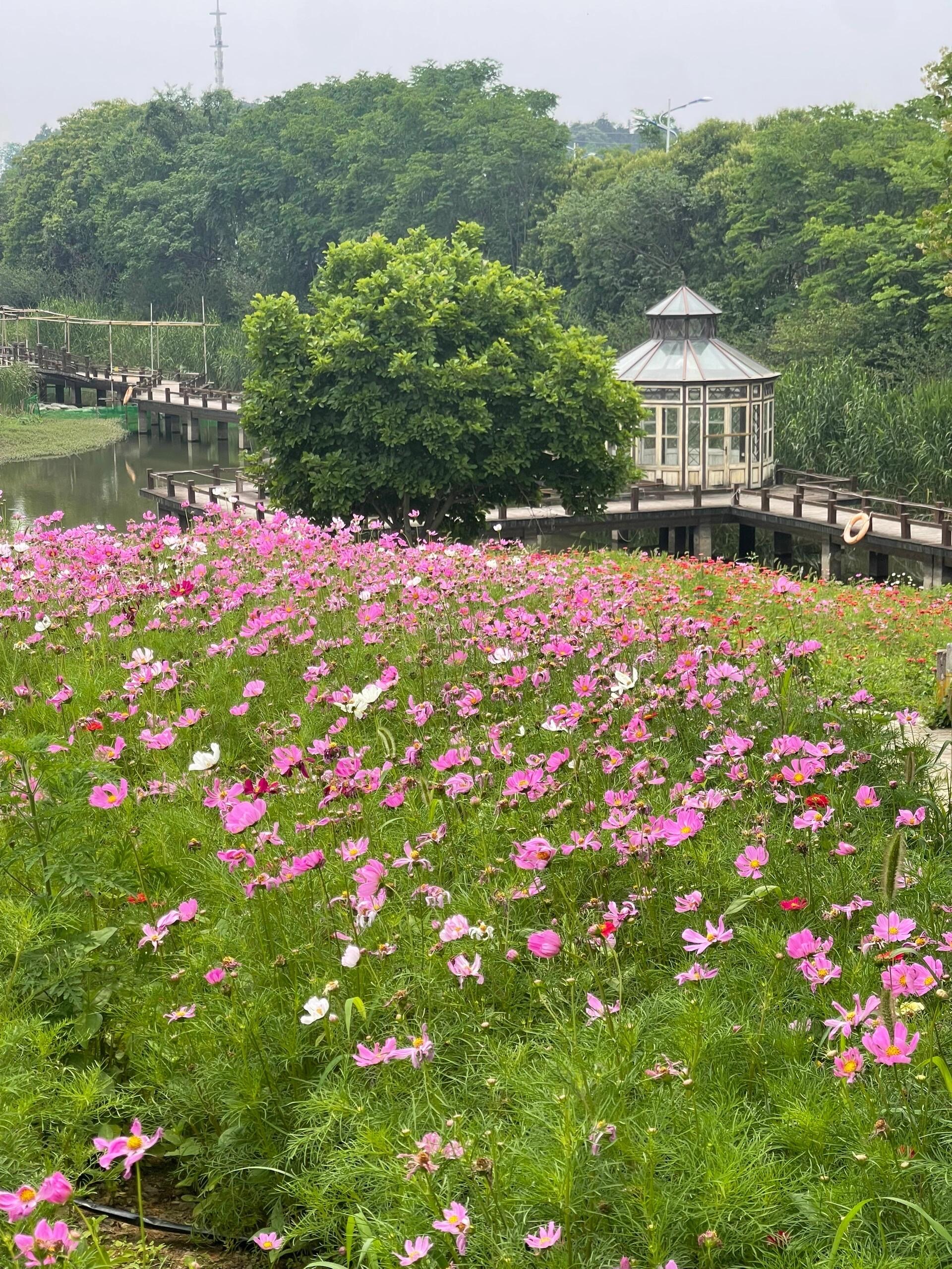江宁人少景美好去处大塘金香草谷