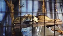 -酷嗒动物文化乐园(cutezoo西溪乐天城店)