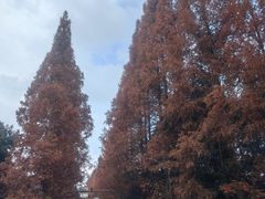 -都江堰普照寺
