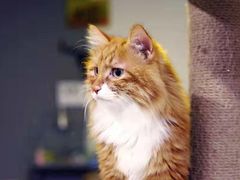 -平行世界·猫咖(首经贸店)