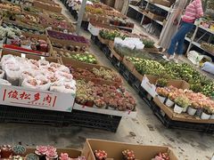 -龙大花卉苗木市场