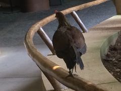 -新加坡飞禽公园