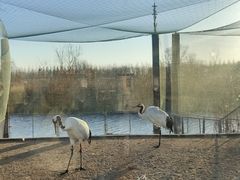 -盐城丹顶鹤湿地生态旅游区