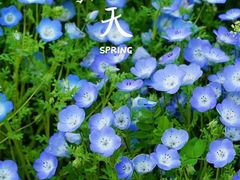 -上海辰山植物园