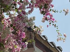 -深圳国际园林花卉博览园