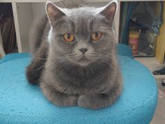 -纳吉亚猫专科动物诊疗中心(蒋宅口分院)