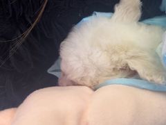 -特一安24小时宠物医院·骨科·中兽医