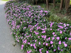 -上海滨江森林公园