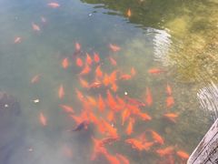 -祁门牯牛降观音堂风景区