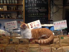 -猫的天空之城概念书店(西塘古镇店)