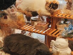 -平行世界·猫咖(首经贸店)