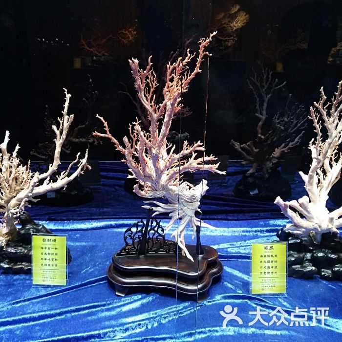 绮丽珊瑚博物馆