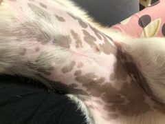 -瑞派·关忠动物医院·异宠专科·犬猫肿瘤·皮肤专科(望京店)