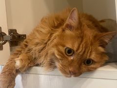 -关爱宠物医院·猫科中心·消化科(滨湖万达分院)