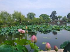 -无锡蠡湖国家湿地公园-蠡园