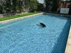 -汪说喵讲宠物乐园宠物酒店(红星美凯龙店)