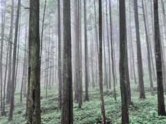 -武陵山森林公园