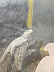 -神奇动物撸宠馆·羊驼·小浣熊·异宠(豫园店)