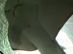 -悉尼海洋生物水族馆