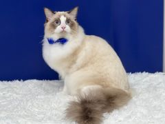 -爱洗澡的猫(天河路店)