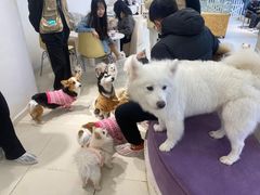 -怪兽屋·羊驼·猫咖·狗咖(俊华广场店)